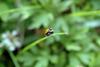 칠성무당벌레 Coccinella septempunctata (Seven-spotted Ladybug)