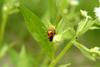 칠성무당벌레 Coccinella septempunctata (Seven-spotted Ladybug)