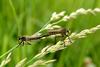 짝짓기하는 파리매 한쌍 Promachus yesonicus (Robberfly)