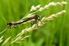 짝짓기하는 파리매 한쌍 Promachus yesonicus (Robberfly)