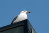 괭이갈매기 Larus crassirostris (Black-tailed Gull)