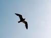 괭이갈매기 Larus crassirostris (Black-tailed Gull)