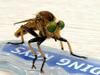 왕파리매 Cophinopoda chinensis (Chinese King Robber Fly)