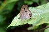 물결나비 Ypthima multistriata koreana (Korean Ringlet Butterfly)