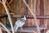 백한 Lophura nycthemera (Silver Pheasant)