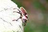 장수풍뎅이 수컷 Allomyrina dichotoma (Korean Horned Beetle)