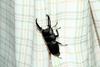 넓적사슴벌레 Serrognathus platymelus (Korean Long-fanged Stag Beetle)