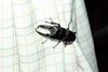 넓적사슴벌레 Serrognathus platymelus (Korean Long-fanged Stag Beetle)