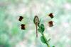 산좀잠자리 Sympetrum pedemontanum pedemontanum (Eurasian Band-winged Dragonfly)