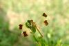 산좀잠자리 Sympetrum pedemontanum pedemontanum (Eurasian Band-winged Dragonfly)