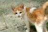 새끼고양이 Felis silvestris catus (Kitten)