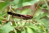 메뚜기 종류 -- 아마도 팥중이 Oedaleus infernalis (Band-winged Grasshopper)???