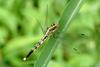 이름모를 잠자리 --> 밀잠자리(암컷) Orthetrum albistylum speciosum (Skimmer)