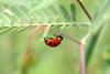 칠성무당벌레 Coccinella septempunctata (Seven-spotted Ladybird)