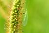 풀잠자리 종류 (Green Lacewing)