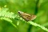 팔랑나비 종류 (strait swift butterfly)