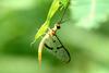 하루살이 종류 (mayfly)