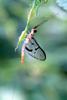 하루살이 종류 (mayfly)