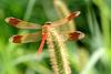 노란띠좀잠자리 수컷 Sympetrum pedemontanum elatum (Dragonfly)