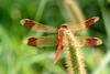 노란띠좀잠자리 수컷 Sympetrum pedemontanum elatum (Dragonfly)