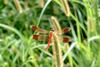노란띠좀잠자리 수컷 Sympetrum pedemontanum elatum (Dragonfly)