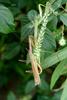 사마귀(짝짓기) Tenodera angustipennis (Narrow-winged Praying Mantis)