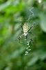 긴호랑거미 Argiope bruennichii (Wasp Spider)