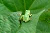청개구리 Hyla arborea japonica (Far Eastern Treefrog)