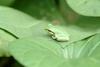 청개구리 Hyla arborea japonica (Far Eastern Treefrog)