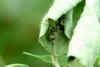 톱다리개미허리노린재(약충) Riptortus clavatus (Bean Bug)