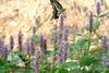 호랑나비 Papilio xuthus (Citrus Swallowtail)
