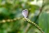 남방부전나비 Pseudozizeeria maha (Pale Grass Blue Butterfly)