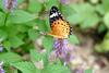 암끝검은표범나비(암컷) Argyreus hyperbius (Indian Fritillary Butterfly)