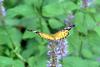 암끝검은표범나비(암컷) Argyreus hyperbius (Indian Fritillary Butterfly)