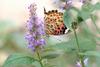 암끝검은표범나비(암컷) Argyreus hyperbius (Indian Fritillary Butterfly)