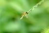 호리꽃등에 Episyrphus balteatus (Marmelade hoverfly)???