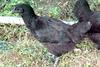 오골계 Gallus gallus domesticus (Korean Black Chicken)