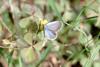 남방부전나비 Pseudozizeeria maha (Pale Grass Blue Butterfly)