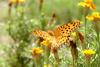 암끝검은표범나비(수컷) Argyreus hyperbius (Indian Fritillary Butterfly / Male)