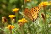 암끝검은표범나비(수컷) Argyreus hyperbius (Indian Fritillary Butterfly / Male)