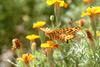 암끝검은표범나비(수컷) Argyreus hyperbius (Indian Fritillary Butterfly / Male)