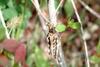 메뚜기 종류 -- 팥중이 Oedaleus infernalis (Band-winged Grasshopper)