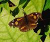 뿔나비 Libythea celtis (Nettle-tree Butterfly)