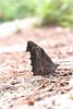 뿔나비 Libythea celtis (Nettle-tree Butterfly)