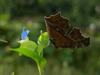 뿔나비 Libythea celtis (Nettle-tree Butterfly)