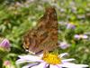 뿔나비 Libythea celtis (Nettle-tree Butterfly)