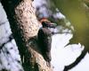 [남한 천연기념물 제197호] 크낙새 Dryocopus javensis(White-bellied Woodpecker)