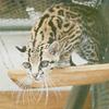 마게이(Margay/Leopardus wiedii)