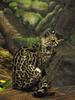 마게이(Margay/Leopardus wiedii)