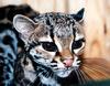 마게이(Margay/Leopardus wiedii)